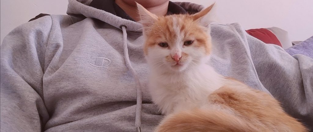 猫