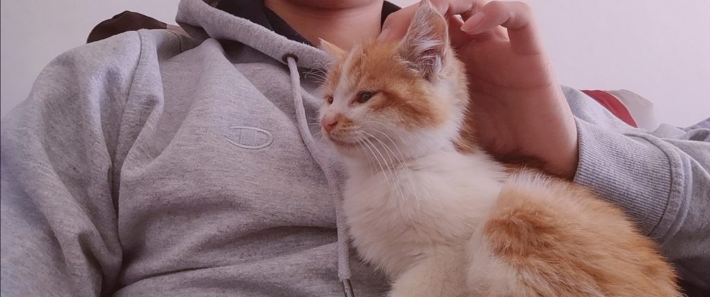 猫
