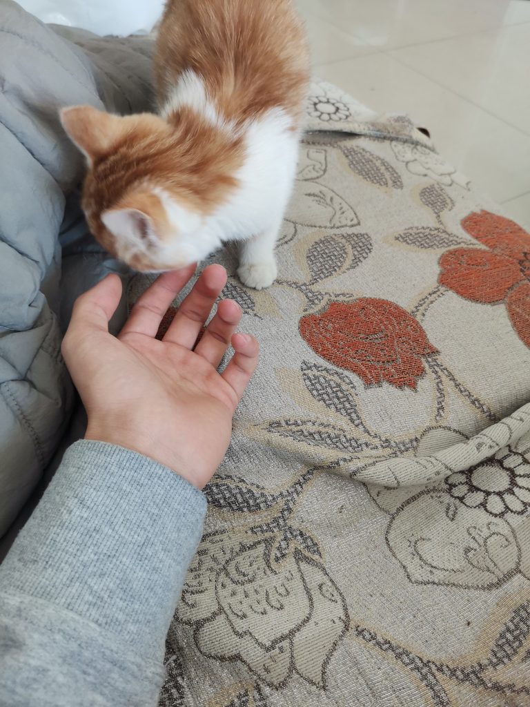 猫